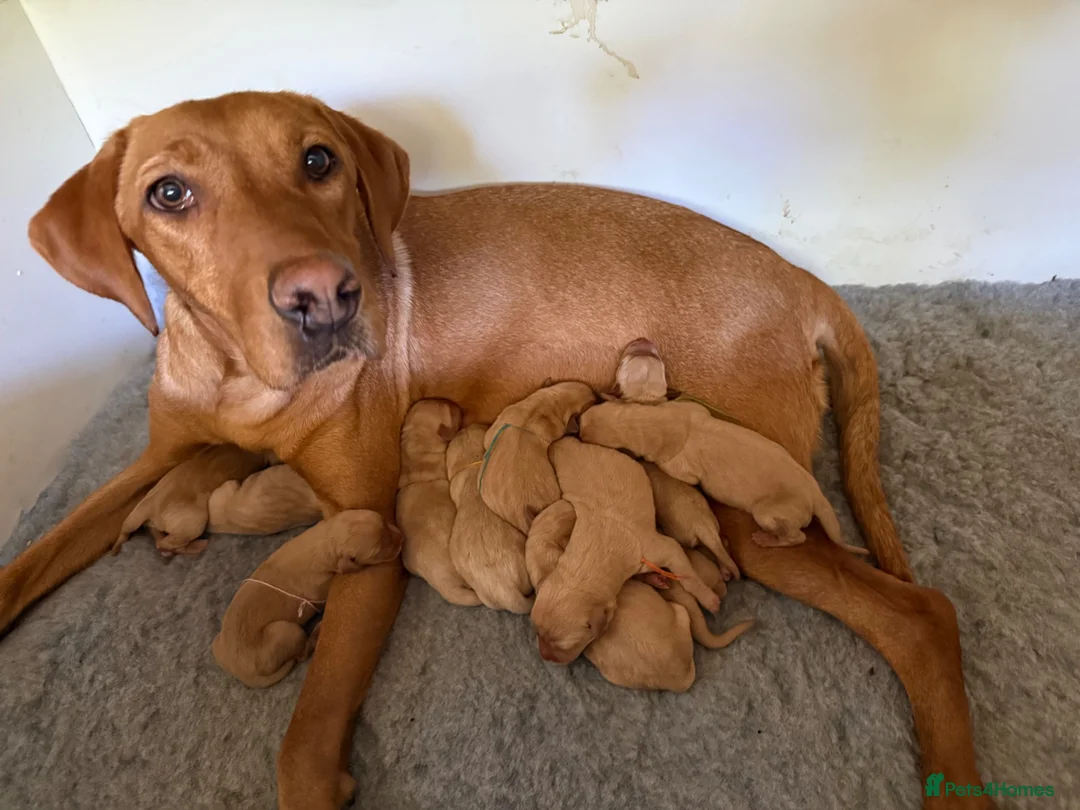Labrador Retriever dogs for sale: Fox Red KC Labrador Puppies - Advert 6