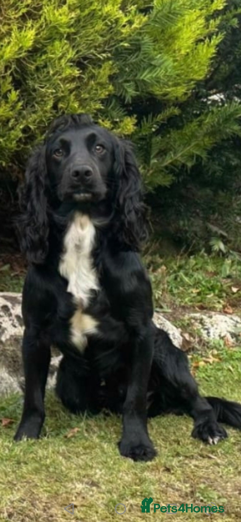 Cocker Spaniel dogs Black Cocker Spaniel Pups  - Advert 2