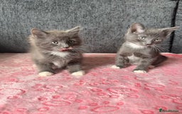 Russian Blue cats for sale: Gorgeous Russian Blue Cross Kittens Ready! 💝 - Image 2