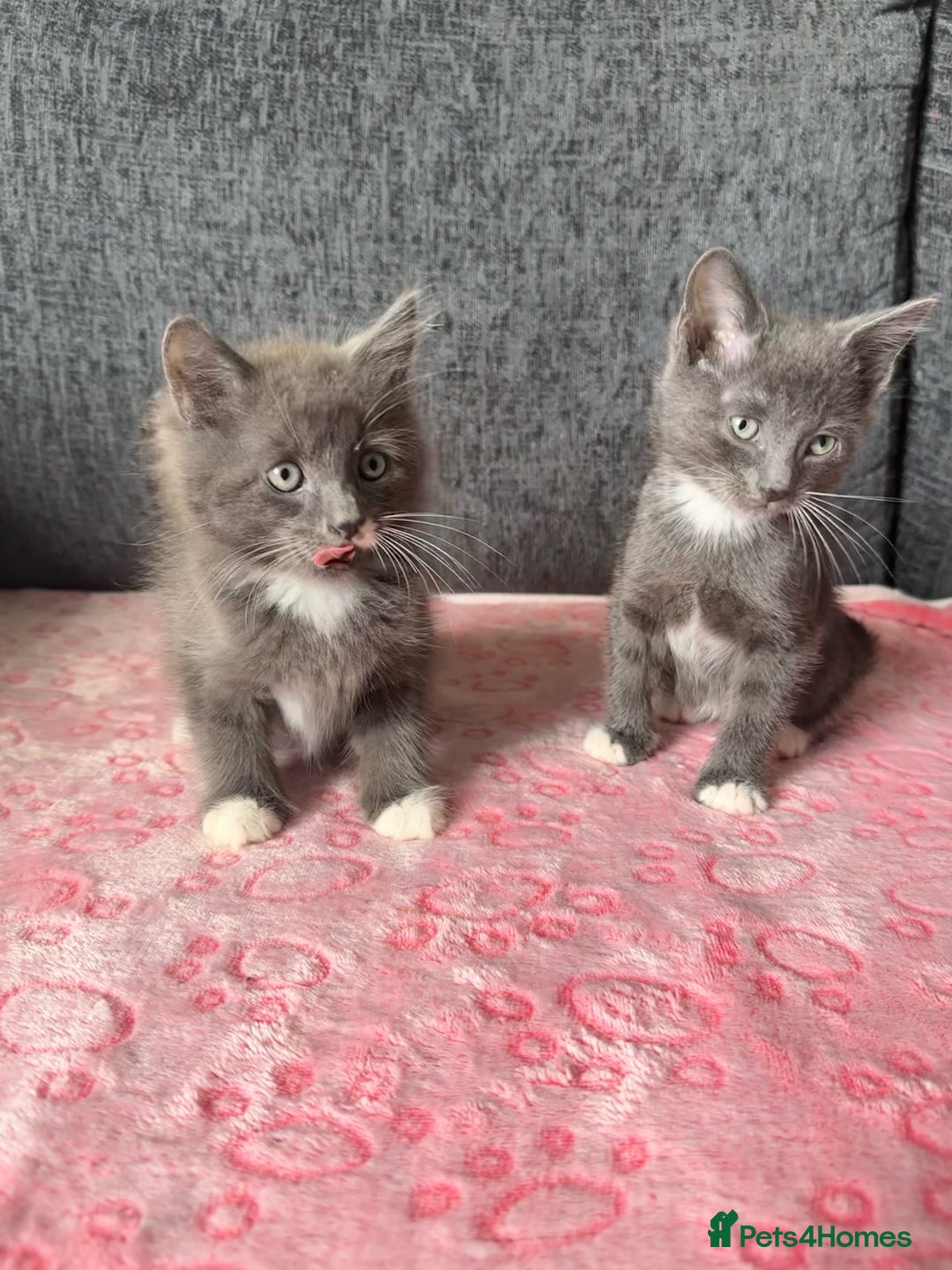 Russian Blue cats for sale: Gorgeous Russian Blue Cross Kittens Ready! 💝 - Image 2