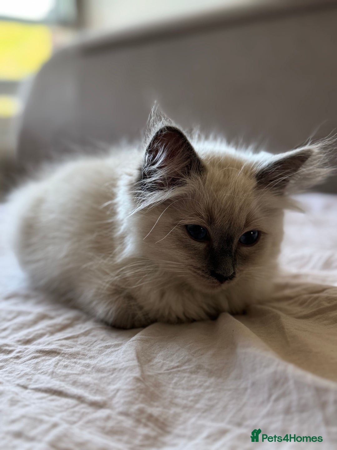 Ragdoll cats for sale: Ragdoll male kitten  - Image 2