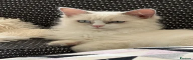 Ragdoll 1