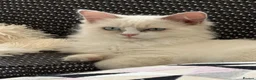Ragdoll cats for sale: Most Affectionate, Gentle, Rare Colour Ragdoll - Advert 6