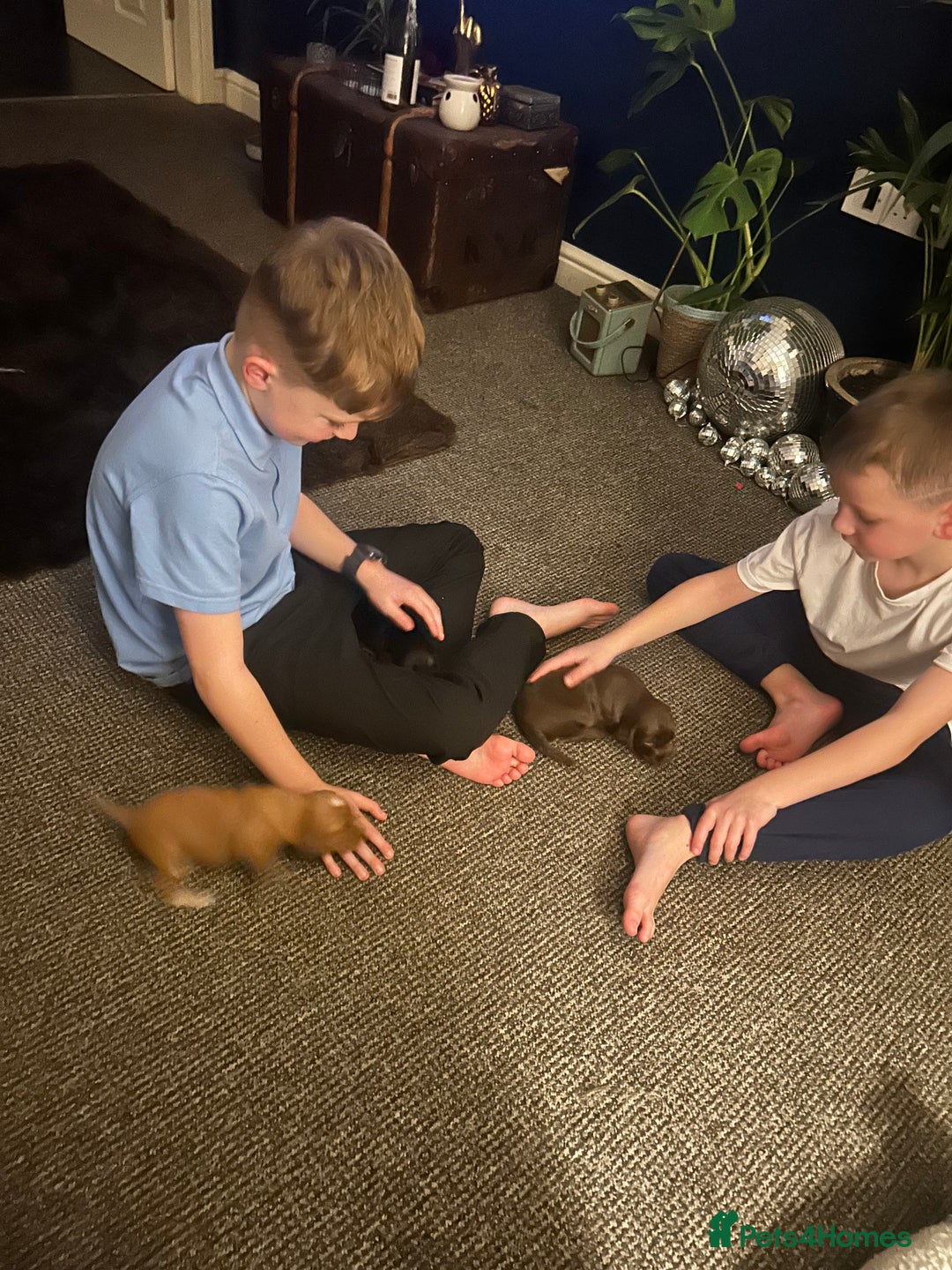 Cocker Spaniel dogs for sale: Cocker spaniel  - Advert 9