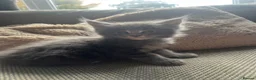 Maine Coon cats for sale: Mainecoon Kittens, ready 08/28! - Advert 26