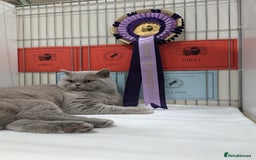 British Shorthair cats for stud: 🏆 CHAMPION British Shorthair 🏆 in Derby - Image 2