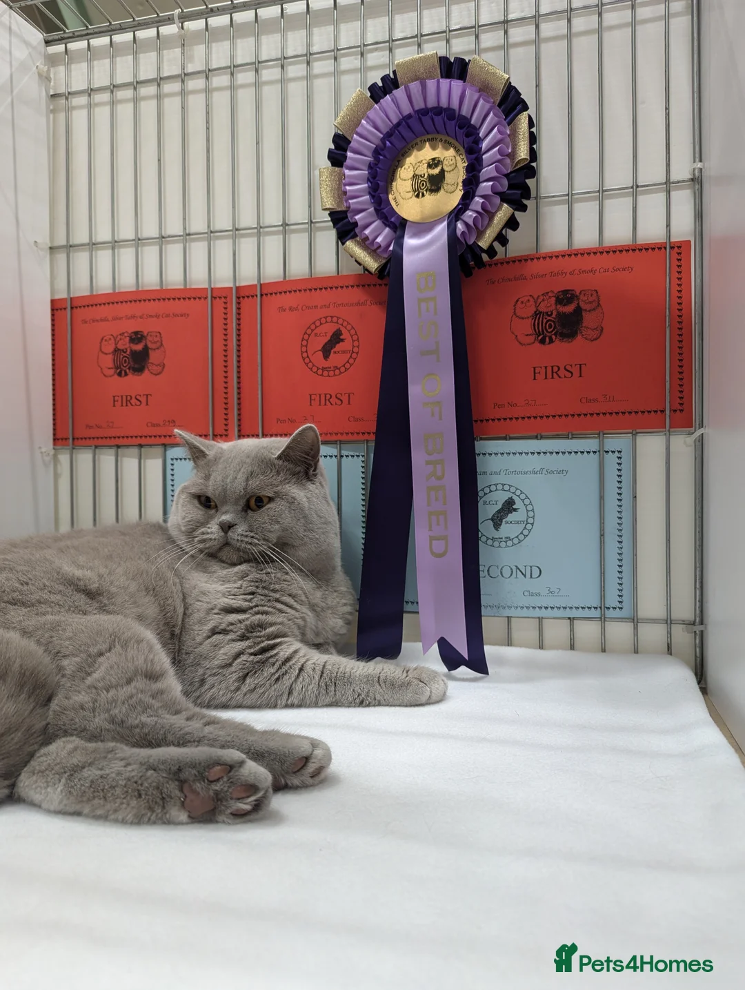 British Shorthair cats for stud: 🏆 CHAMPION British Shorthair 🏆 in Derby - Advert 2