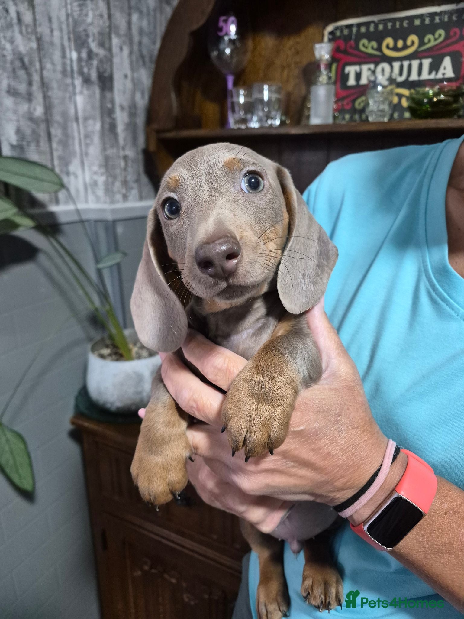 Miniature Dachshund dogs LAST BOY KC REG  - Advert 1