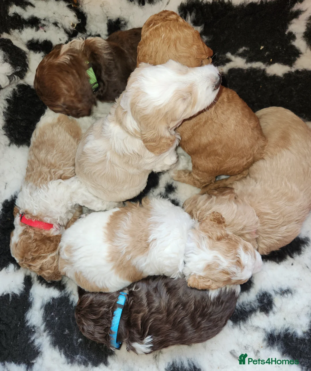 Cockapoo dogs for sale: Cockapoo Puppies,  stunning colours  - Advert 10