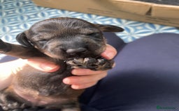 Dachshund dogs for sale: KC Registered Wirehaired Teckel Standard Dacshund  - Image 15