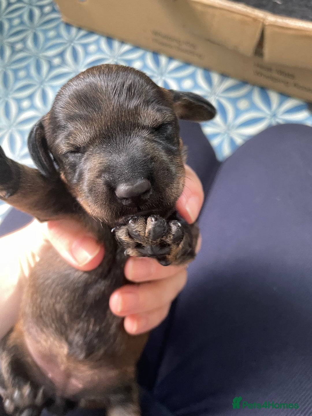 Dachshund dogs for sale: KC Registered Wirehaired Teckel Standard Dacshund  - Image 15
