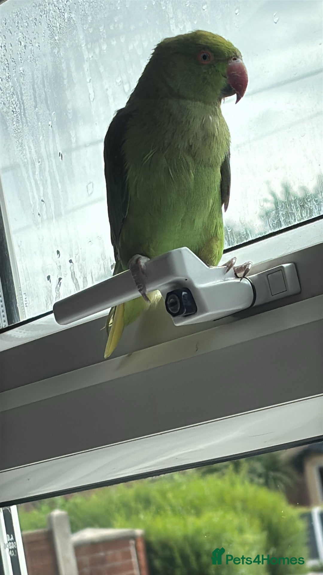 Ringnecks birds for sale: Indian ring neck  - Advert 4