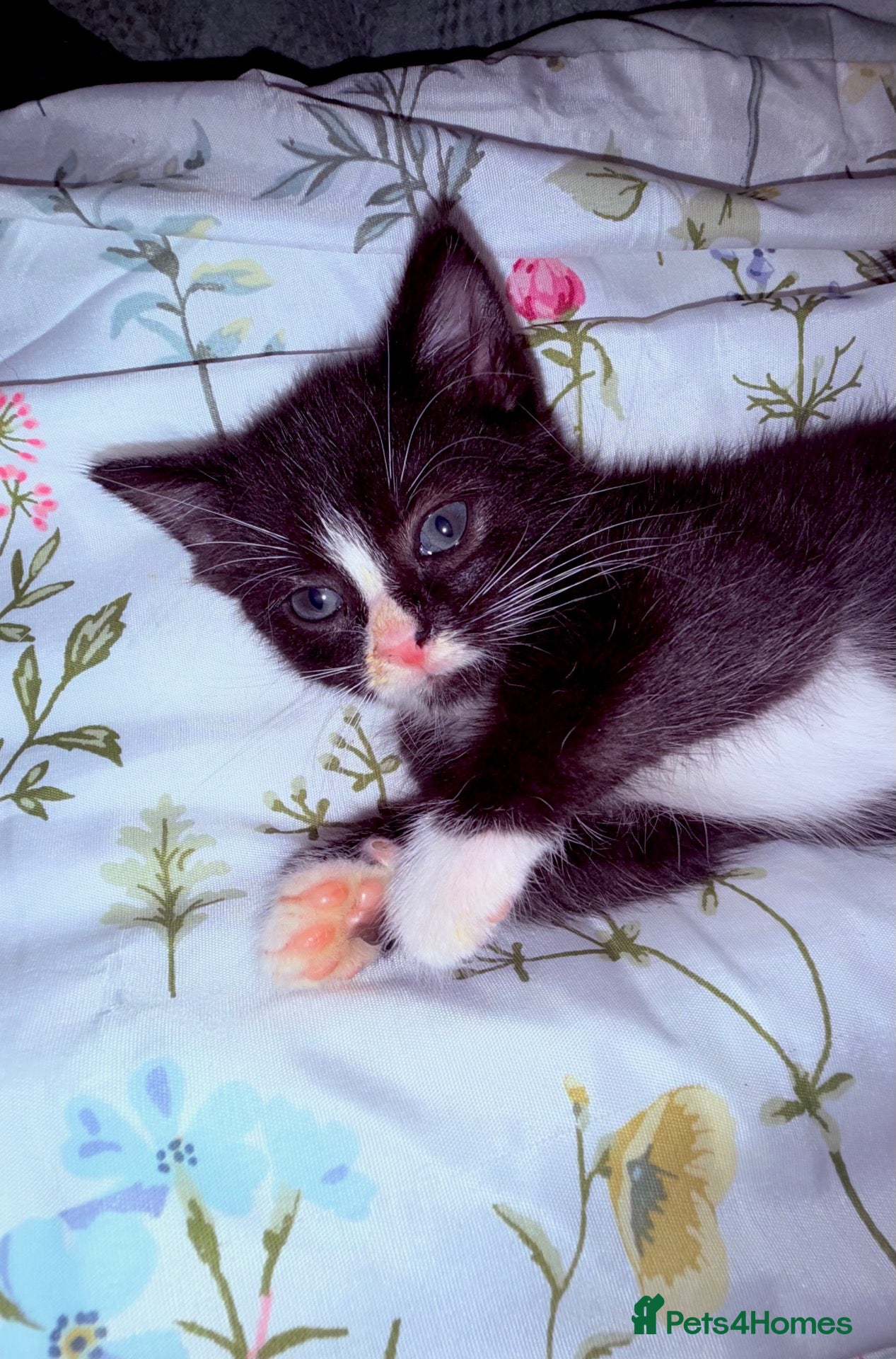 Mixed Breed cats Both girls ready to go  - Advert 3