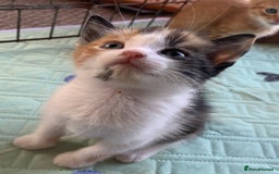 Mixed Breed cats for sale: Gorgeous Kittens Looking for New Homes  - Image 5