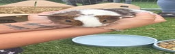 Guinea Pig rodents for sale: Male guinea pigs  - Advert 9