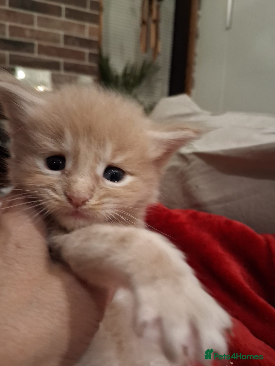 Maine Coon cats for sale: Maine Coon pedigre XL - Image 1