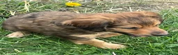Mixed Breed dogs for sale: 6 Welsh Collie x Cocker Spaniel  - Advert 5