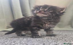 British Longhair cats for sale: Long haired kittens looking for 5* homes - Image 3
