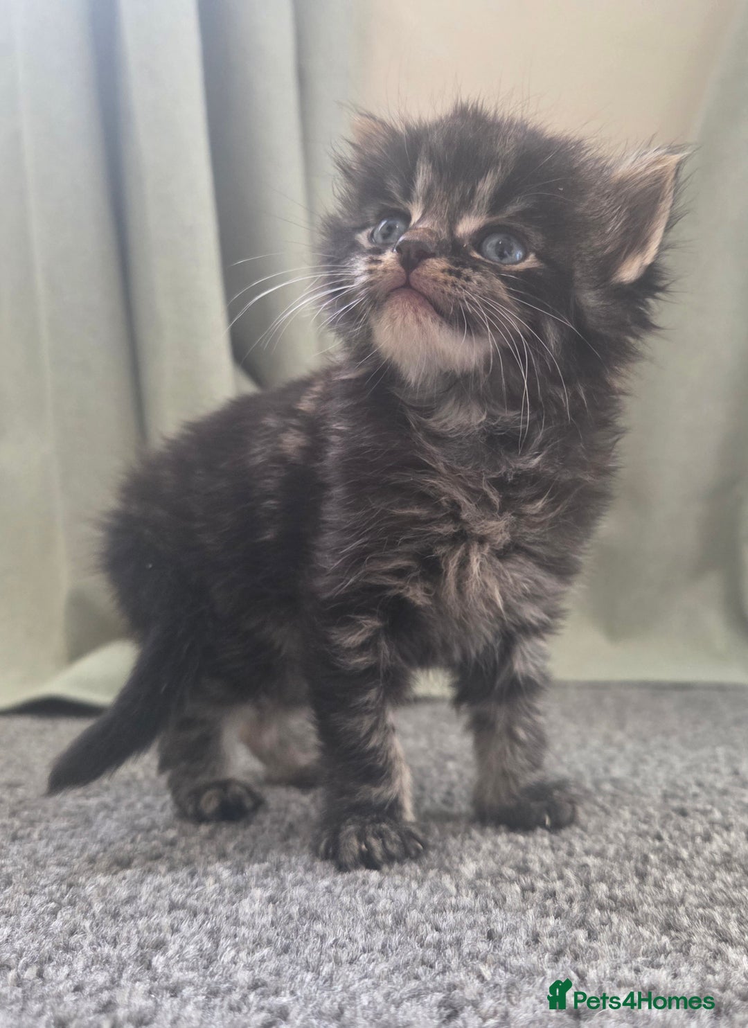 British Longhair cats for sale: Long haired kittens looking for 5* homes - Image 3