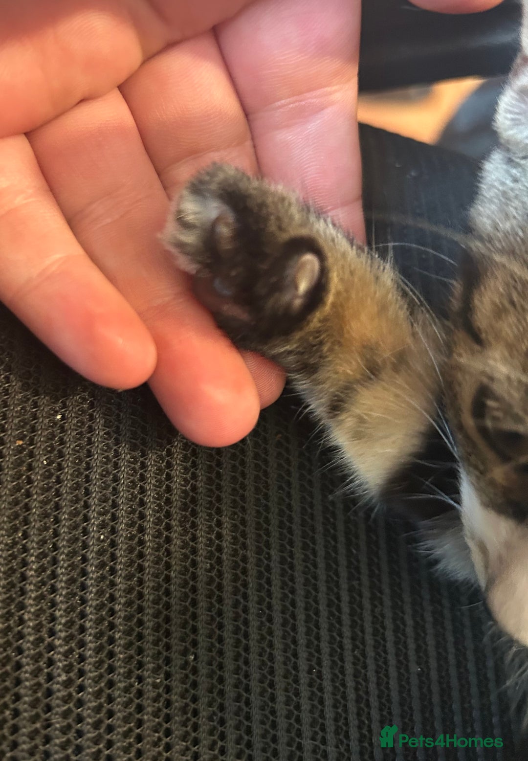 Mixed Breed cats for sale: 4 month old kitten (has an underdeveloped hand) - Image 4