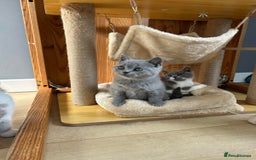 British Shorthair cats for sale: British shorthair kittens - Image 13