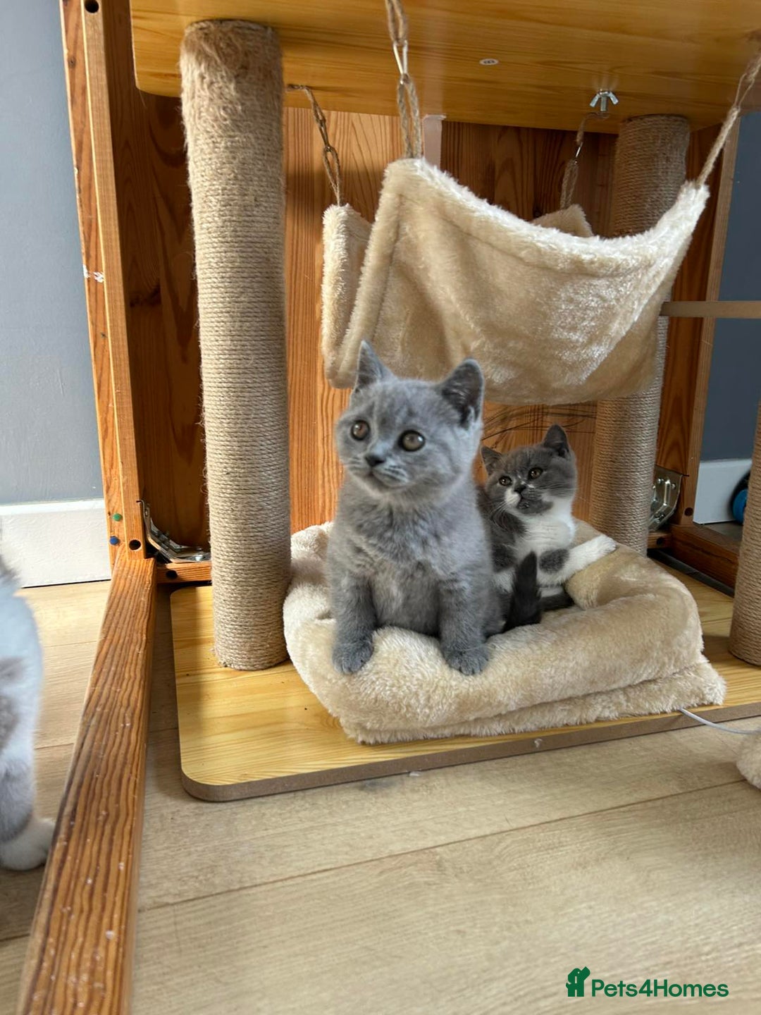 British Shorthair cats for sale: British shorthair kittens - Image 13