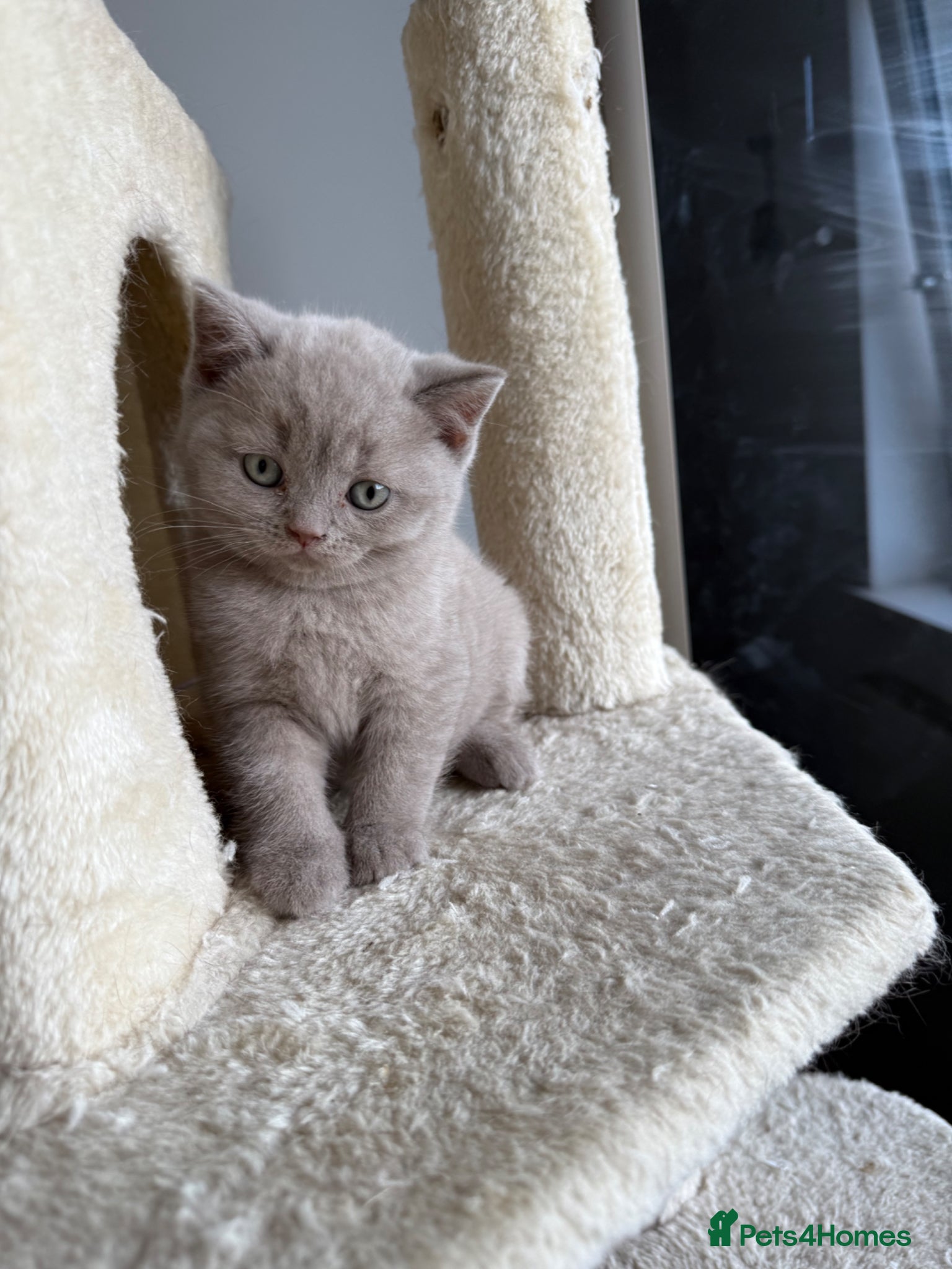 Scottish Fold cats LAST little beauty left🤩 - Advert 6