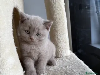 Scottish Fold cats LAST little beauty left🤩 - Advert 6