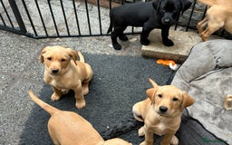Labrador Retriever dogs for sale: Top Class Working Labrador pups. special pedigree - Image 2