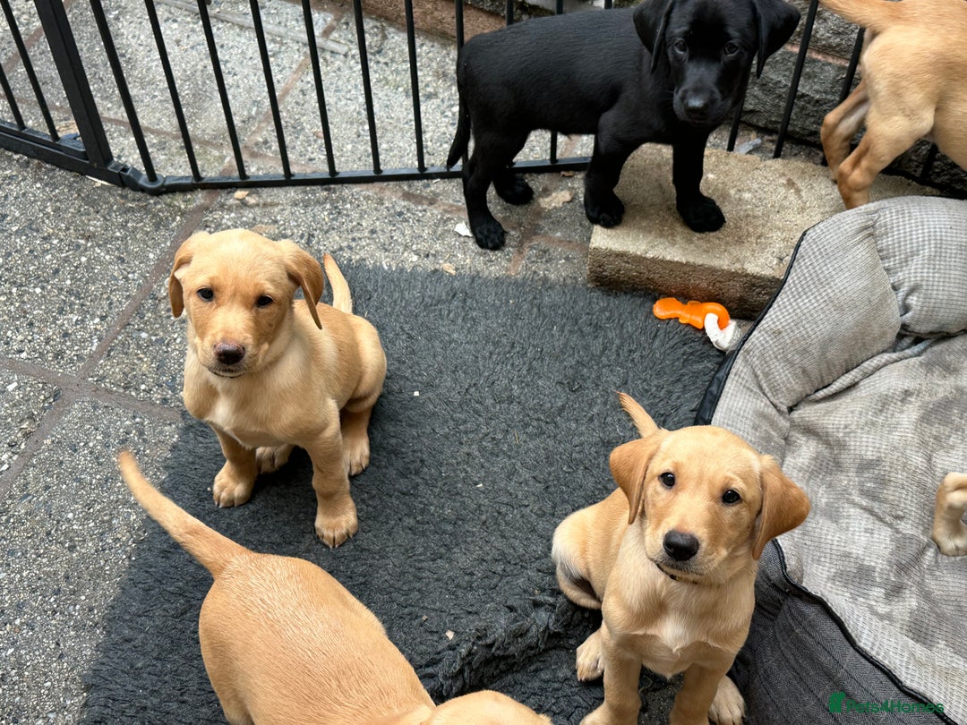 Labrador Retriever dogs for sale: Top Class Working Labrador pups. special pedigree - Image 2
