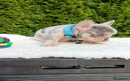 French Bulldog dogs for sale: ❤️ 🐶 beautiful French bulldog puppies ❤️🐶 - Image 16