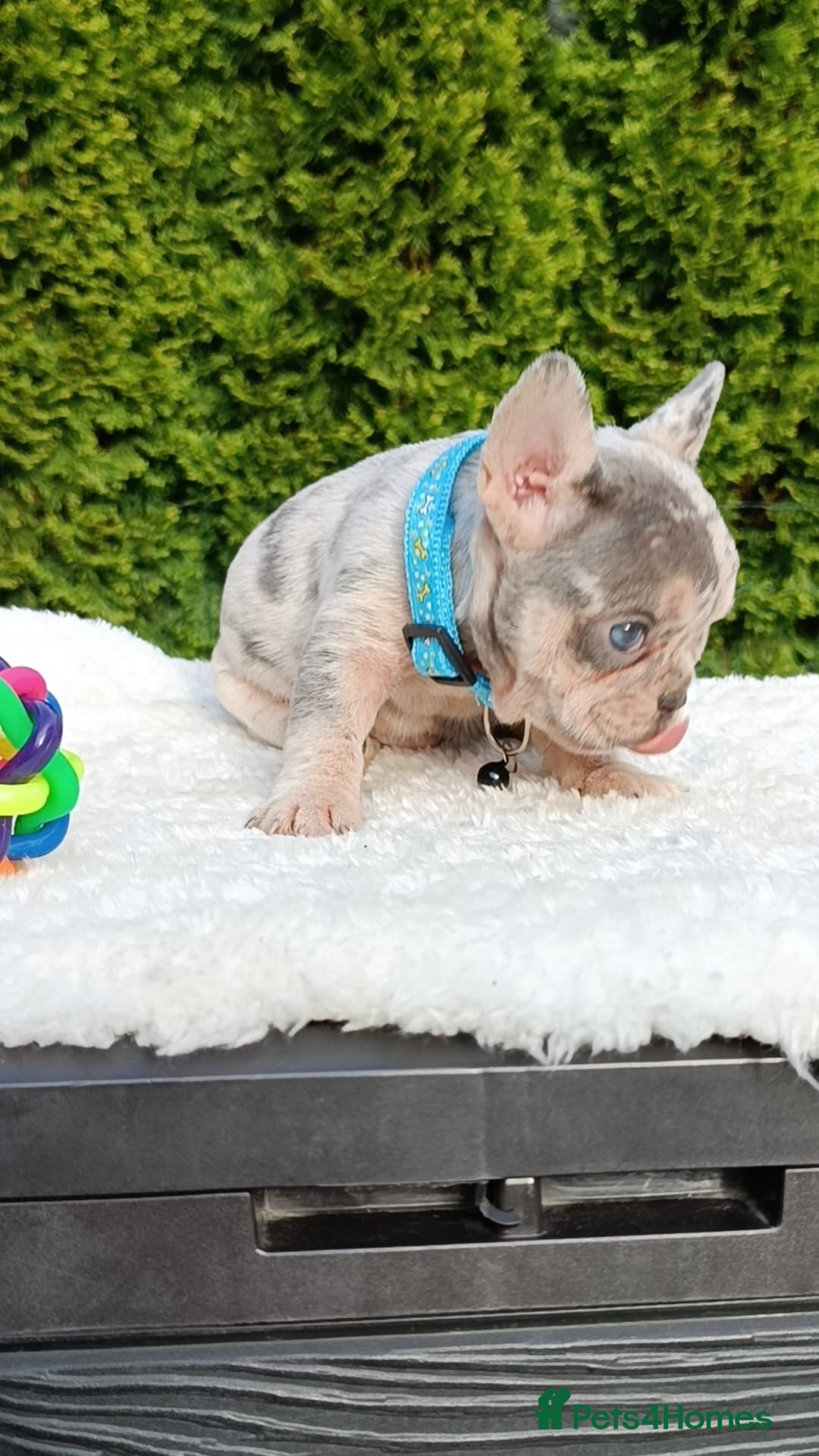 French Bulldog dogs for sale: ❤️ 🐶 beautiful French bulldog puppies ❤️🐶 - Image 16