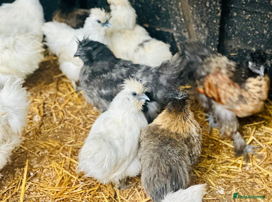 Chickens poultry for sale: SILKIE CHICKENS - Advert 3