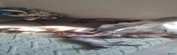 Sphynx cats for sale: Beautiful Newborn Sphynx Kittens4 kittens - Advert 3