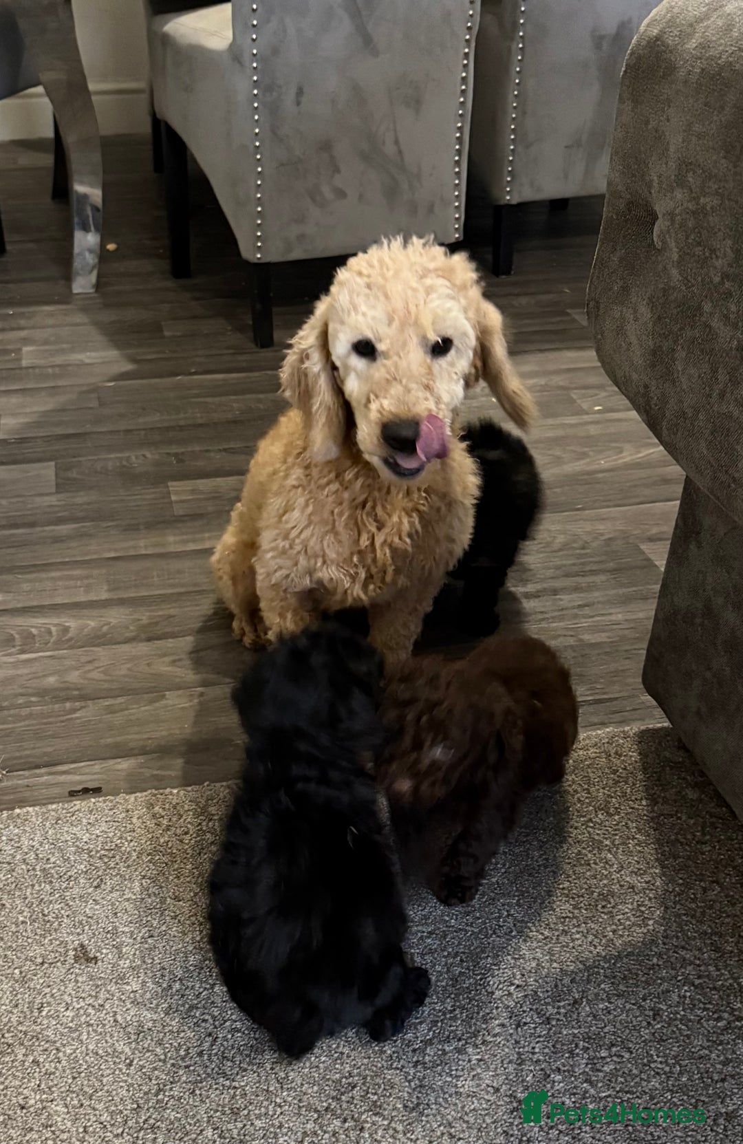 Cockapoo dogs for sale: F1 truly stunning Cockerpoo puppies ready to leave - Advert 4