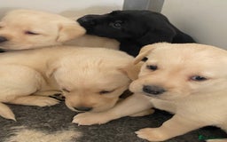 Labrador Retriever dogs for sale: Yellow and Black Labrador puppies  - Image 8