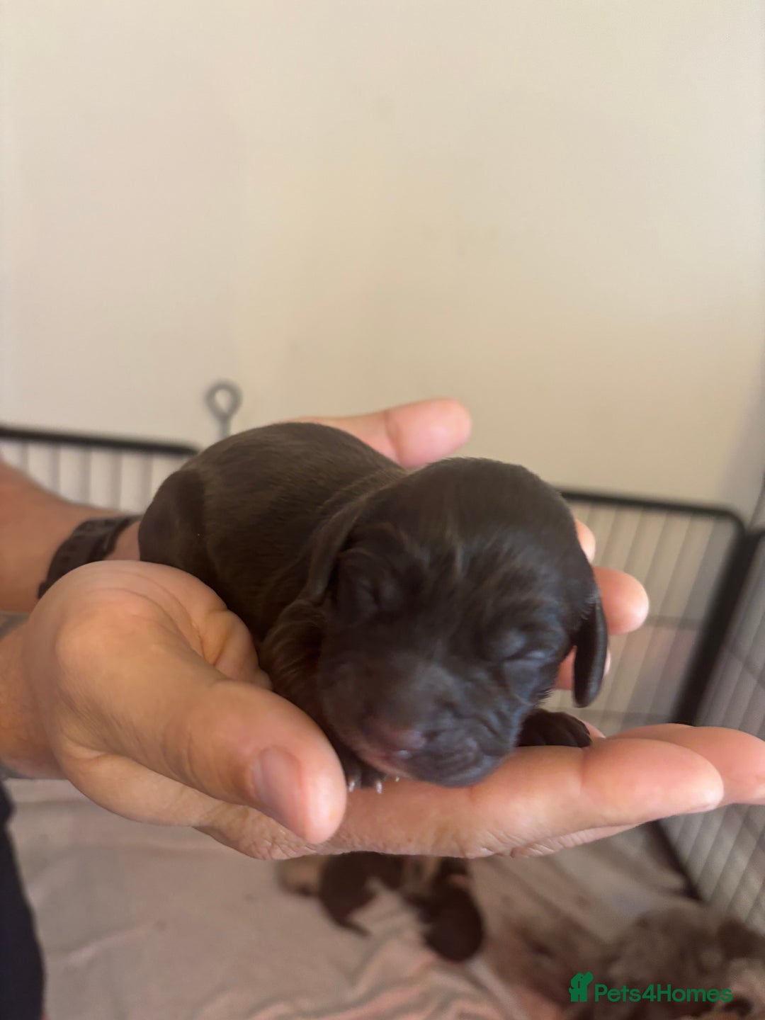 Cockapoo dogs for sale: Cockapoo puppies - Image 21