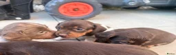 Miniature Dachshund dogs for sale: Stunning kc reg miniature dachshund  in Liverpool - Advert 18