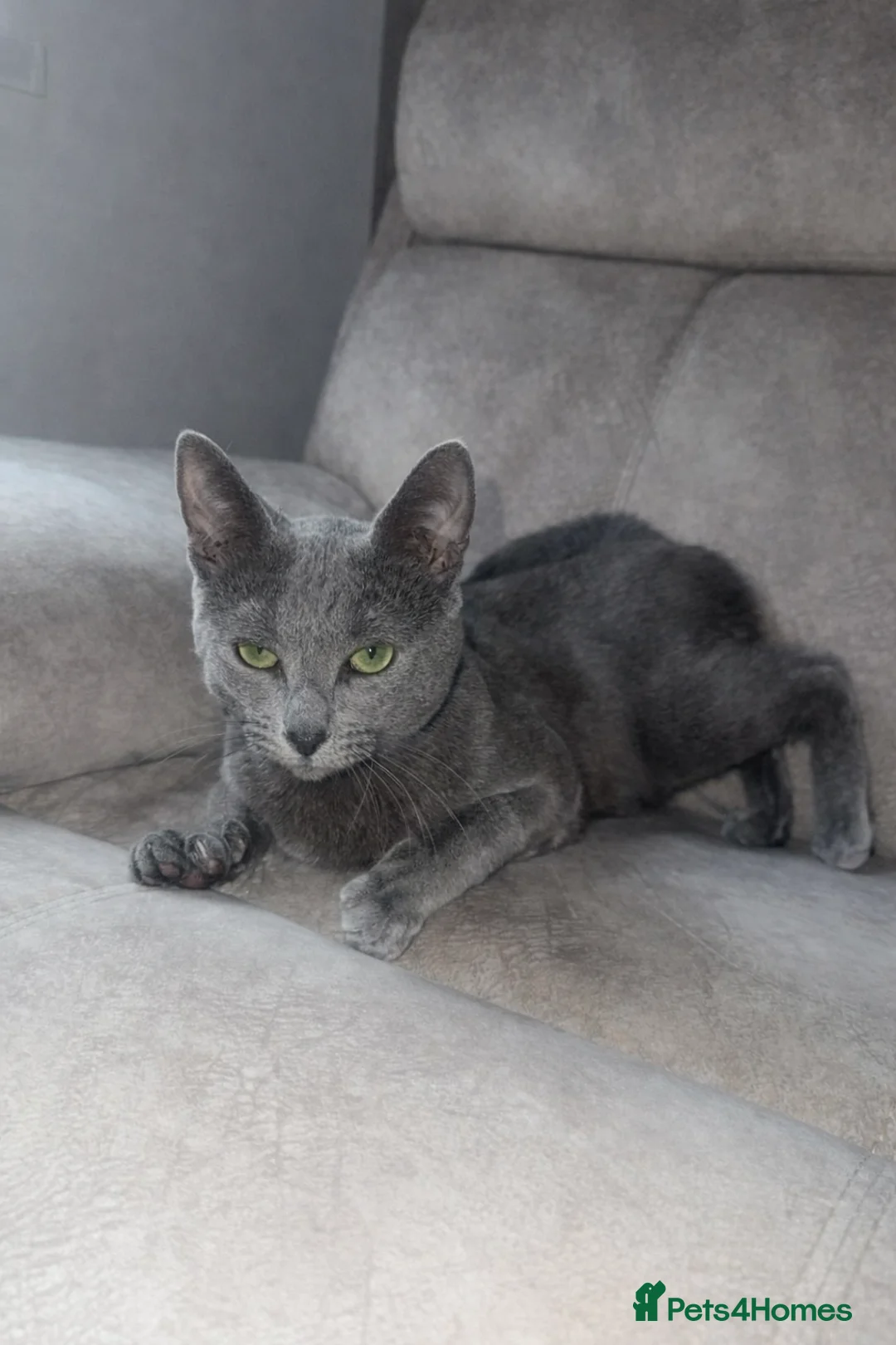 Russian Blue cats for sale: TICA active registered Pedigree Russian Blue Boy - Advert 2