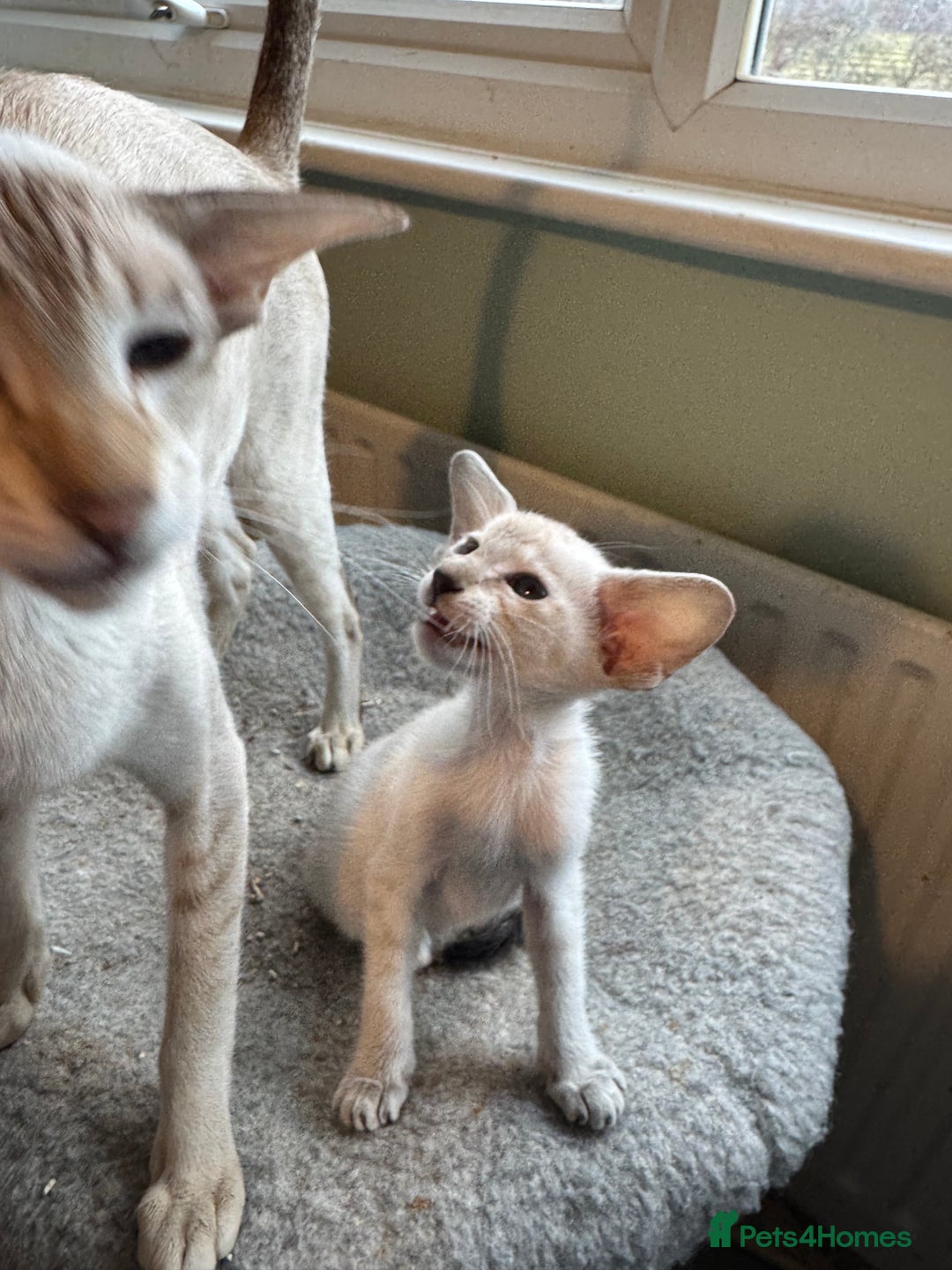 Siamese cats for sale: Beautiful Pedigree Siamese kitten GCCF Registered  - Advert 9