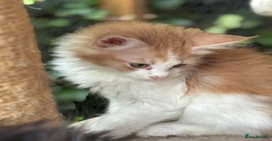 Maine Coon cats - Advert 1