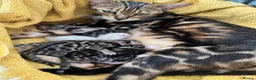 Bengal cats for sale: TICA Registered Bengal Kittens - Advert 5