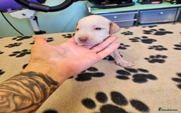 Hungarian Vizsla dogs for sale: Hungarian vizsla pups top quality pups  - Image 8