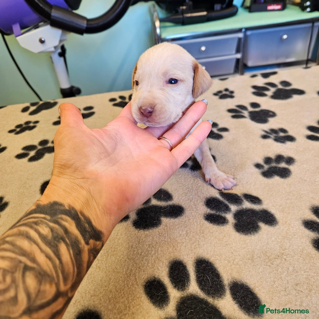 Hungarian Vizsla dogs for sale: Hungarian vizsla pups top quality pups  - Image 8