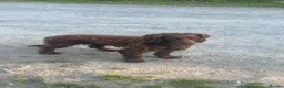 Sprocker dogs for sale: Sprocker Pups  - Advert 20