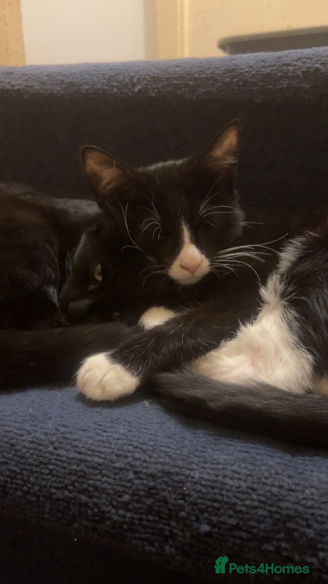 Mixed Breed cats for sale: kittens in desperate need for a home. - Advert 6