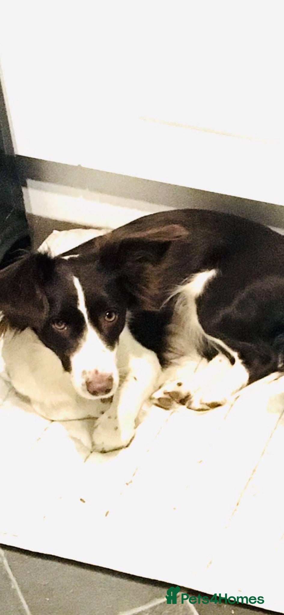 Mixed Breed dogs 3/4 spaniel pups  - Advert 15