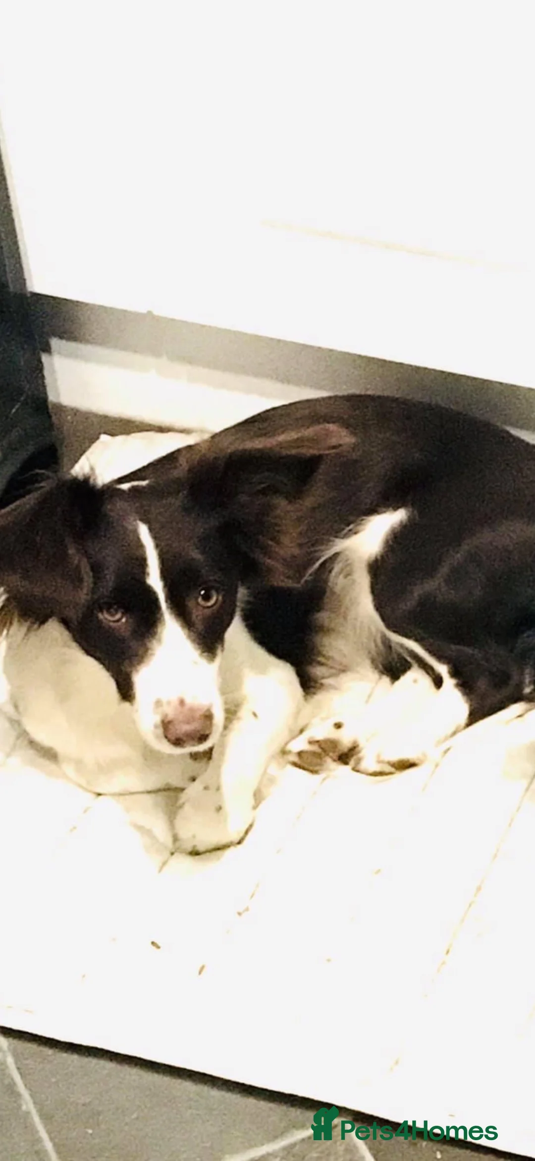 Mixed Breed dogs for sale: 3/4 spaniel pups  - Advert 1