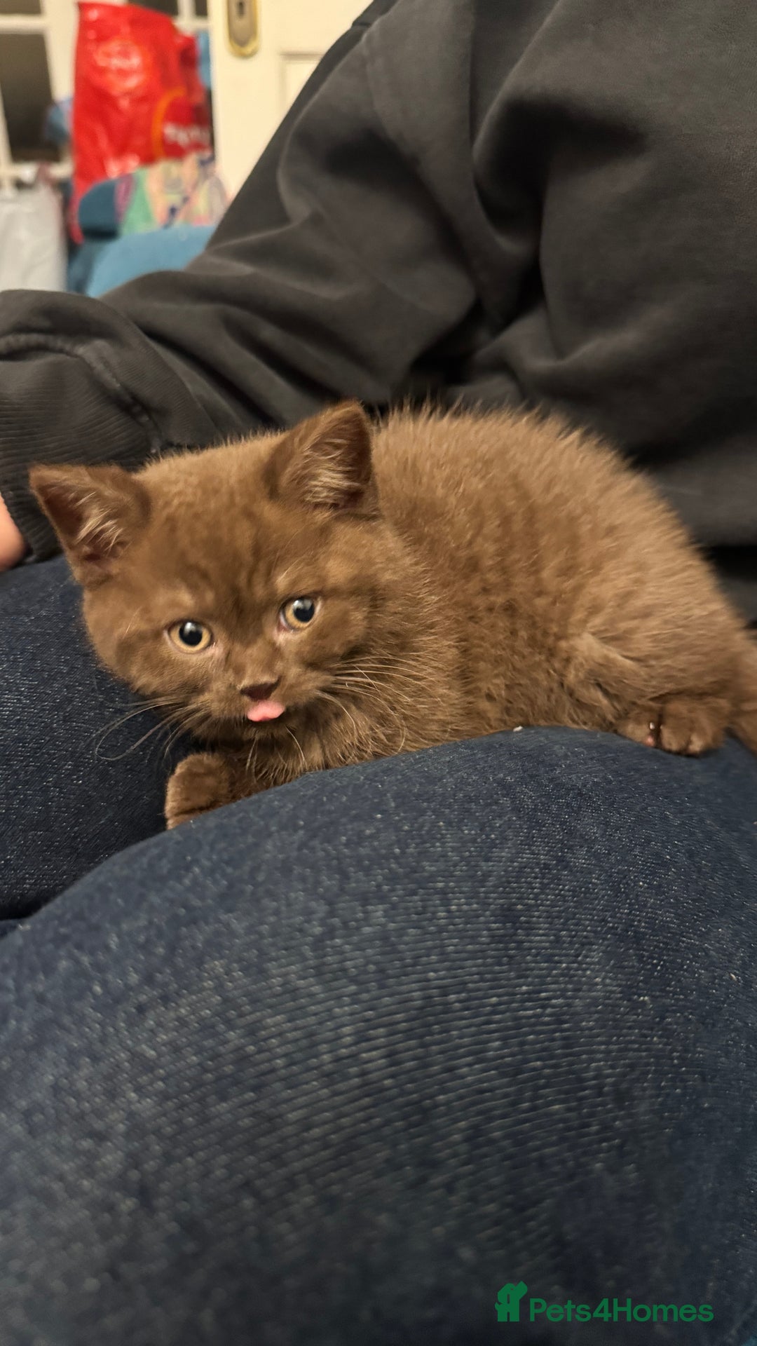 British Shorthair cats for sale: Beautiful chocolate British short hair  - Advert 2