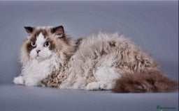 Selkirk Rex cats for sale: Gorgeous Selkirk Rex - Image 17